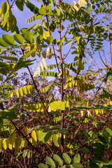 Autumn leaves , yellow autumn leaves, autumn background