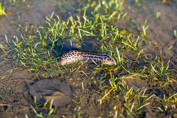 alligator in a pond, Slug in Marshes of Alday