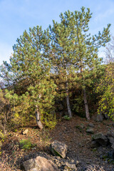 Background wild rocks, nature, Tree grows on rocks. 