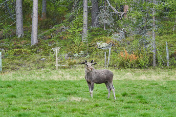 Obraz na płótnie Canvas Scandinavian Moose with antlers standing on a meadow