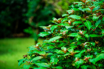 Fresh green flower plant as seen in a Botanical Garden at the University of Ibadan