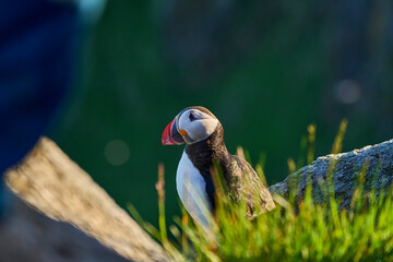 Cute and adorable Puffin, fratercula, on a cliff in Norway.