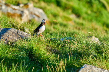 Cute and adorable Puffin, fratercula, on a cliff in Norway.