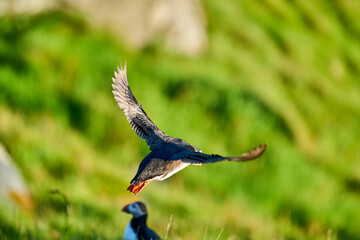 Cute and adorable Puffin, fratercula, flying over a cliff.