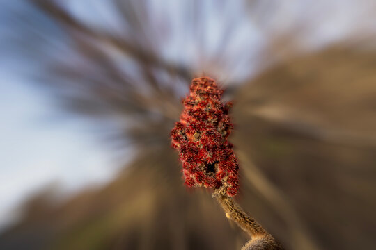 Sumac cones in fall, Red branch of Rhus typhina in fall 