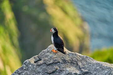 Cute and adorable Puffin, fratercula, on a cliff in Norway.