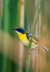 Many coloured rush tyrant , La Pampa Province, Patagonia, Argentina.