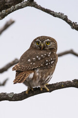 Ferruginous Pygmy owl, Glaucidium brasilianum, Calden forest, La Pampa Province, Patagonia, Argentina.