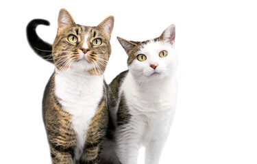 A pair of two shorthair cats standing together