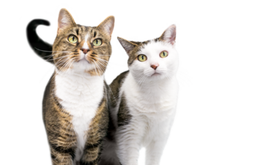 A pair of two shorthair cats standing together