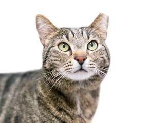 A brown tabby cat that has been eartipped to identify it as spayed or neutered and vaccinated