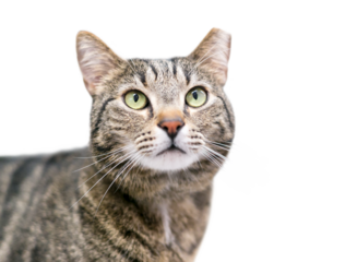 A brown tabby cat that has been eartipped to identify it as spayed or neutered and vaccinated