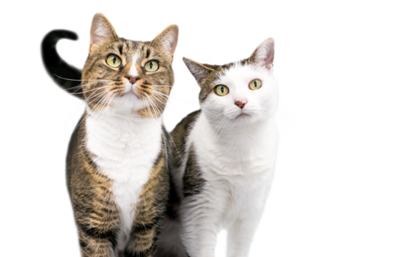 A pair of two shorthair cats standing together