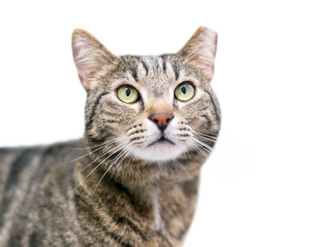 A brown tabby cat that has been eartipped to identify it as spayed or neutered and vaccinated