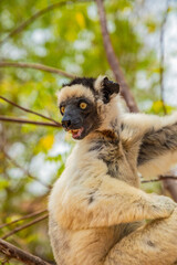 Verreaux's sifaka Madagascar. White sifaka with dark head.