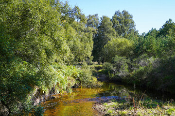 Fototapeta na wymiar A river in Glenmore forest near Loch Morlich in the Scottish highlands