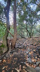autumn in the forest