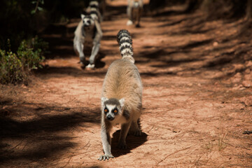 ring-tailed gray lemur in natural environment Madagascar.Close-up, cute primate