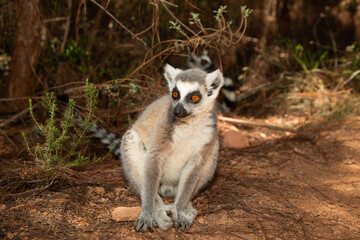 Naklejka na ściany i meble ring-tailed gray lemur in natural environment Madagascar.Close-up, cute primate