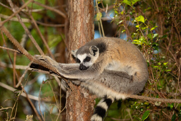 ring-tailed gray lemur in natural environment Madagascar.Close-up, cute primate