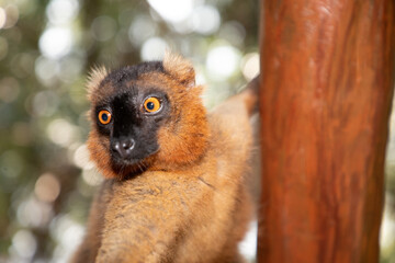 Red lemur (Eulemur Coronatus), endemic animal