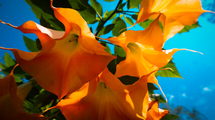 angel's trumpet flower blossom