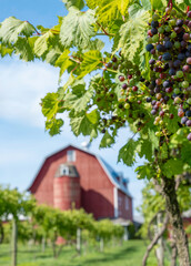 Cluster of grapes and leaves on the growing vine, with blurred red barn and silo in the distance.