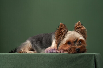 Resting dog, studio tranquility. A Yorkshire Terrier lies down, eyes full of thought, against a...
