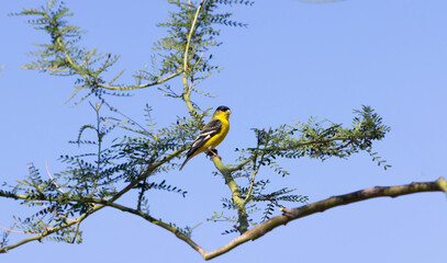 Brightly colorful Lesser Goldfinch perched in mesquite tree in American Southwest, Tucson, Arizona,...