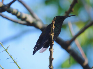 colibrí en una rama
