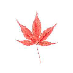 Red Maple leaf, isolated against a pure white background.  The detail in the leaf is evident