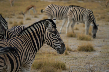 Fototapeta na wymiar Herd of zebras in Etosha National park, Namibia 