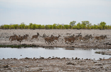 Zebras and impalas running away from the waterhole, Etosha National Park, Namibia 