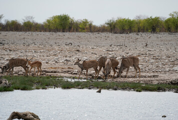Impalas drinking at the waterhole in Etosha National Park, Namibia 