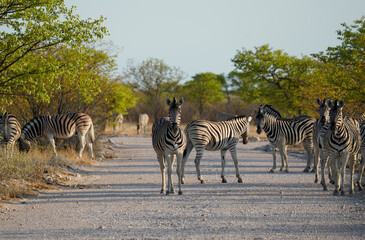A herd of zebras on the road in Etosha National Park, Namibia 