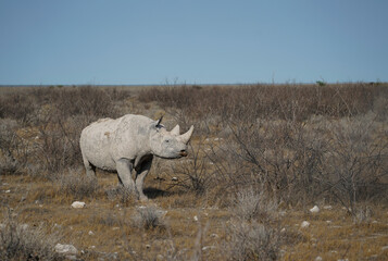 Obraz premium Black rhino walking in the Etosha National Park, Namibia 