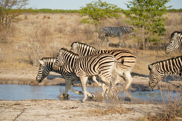 Fototapeta na wymiar Zebras at the water hole in Etosha National park, Namibia 