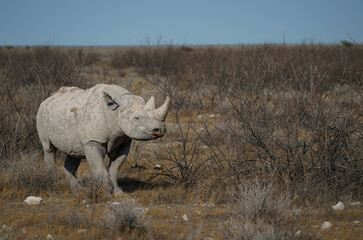 Black rhino walking in Etosha National Park, Namibia 