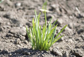 small bushes of narcissus leaves in early spring sunlight. flowers wake up after the winter cold and climb out of the ground. the leaves warm themselves from the sun, the buds grow and bloom