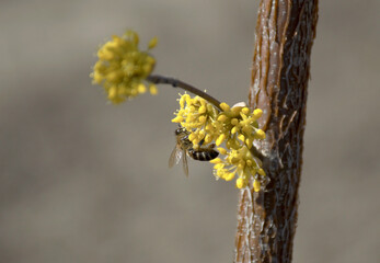 A bee pollinates a fruit tree by flying from one flower to another. increasing the productivity of the orchard and collecting nectar for honey production. bees are very useful insects
