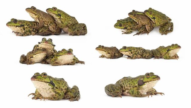 toad frog isolated on white background set