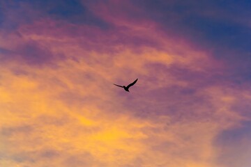 Fototapeta na wymiar bird in the sky at sunset