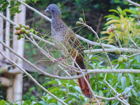 Guacharaca culirroja de Colombia