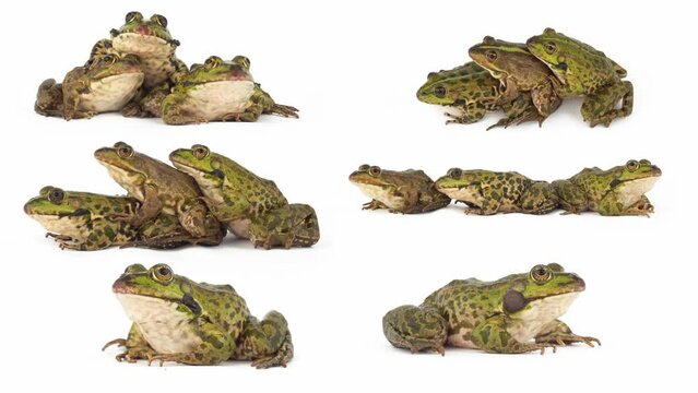 toad frog isolated on white background set