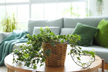 Wooden coffee table with houseplant in interior of light living room