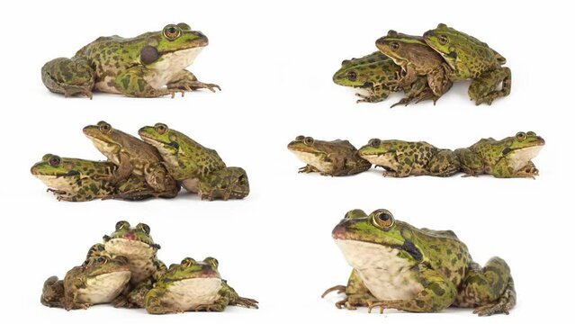 toad frog isolated on white background set
