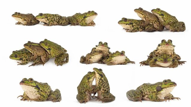 toad frog isolated on white background set