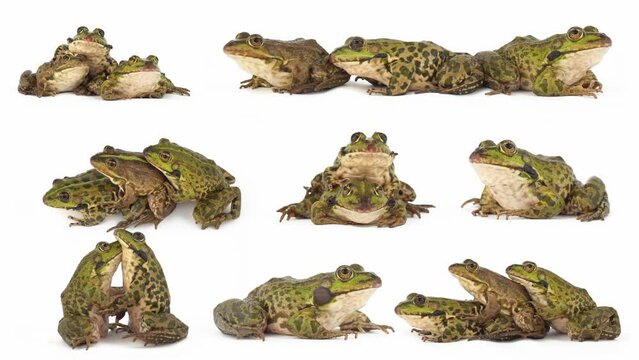 toad frog isolated on white background set