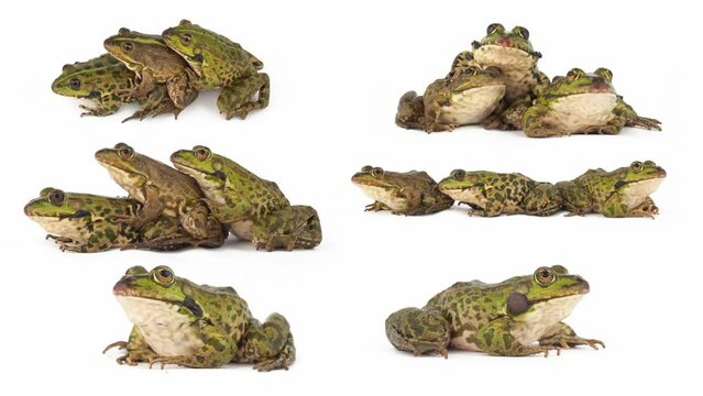 toad frog isolated on white background set