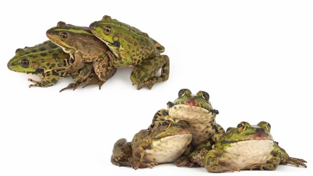 toad frog isolated on white background set